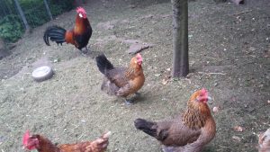 vores høns